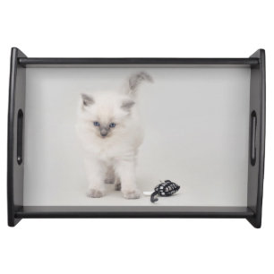 Ragdoll Kitten Serving Tray