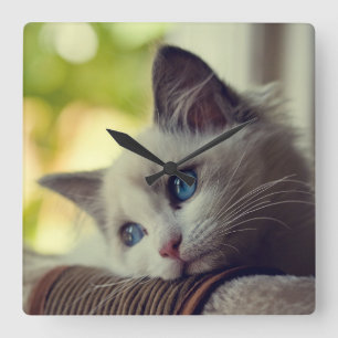 Ragdoll Kitten Square Wall Clock