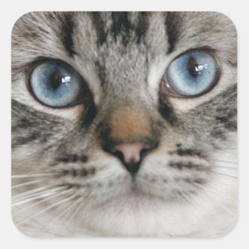 Ragdoll Kitten Sticker