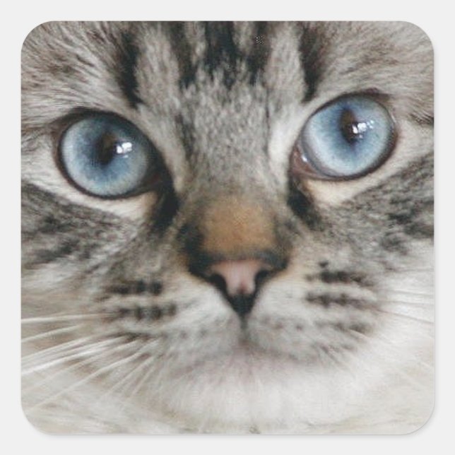 Ragdoll Kitten Sticker (Front)