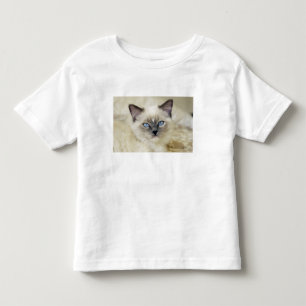Ragdoll kitten toddler t-shirt