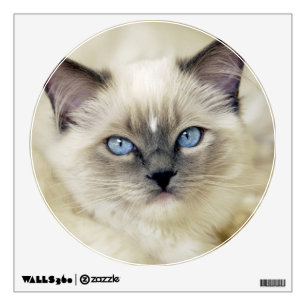Ragdoll kitten wall sticker