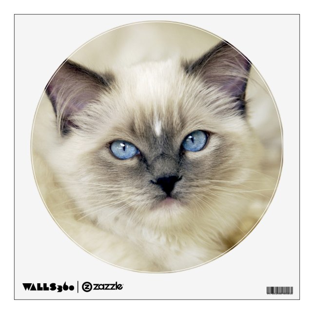 Ragdoll kitten wall sticker (Front)