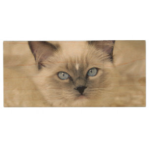Ragdoll kitten wood USB flash drive