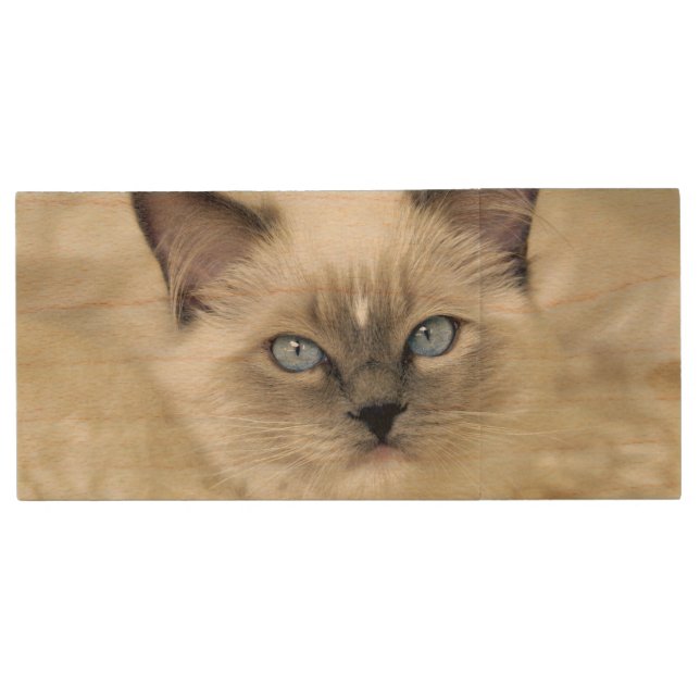Ragdoll kitten wood USB flash drive (Front)