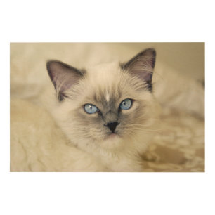 Ragdoll kitten wood wall art