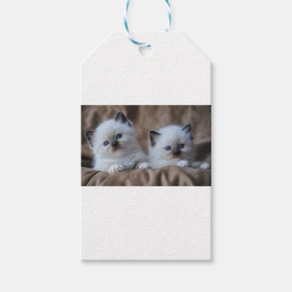 Ragdoll Kittens Gift Tags