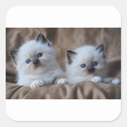 Ragdoll Kittens Square Sticker