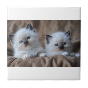 Ragdoll Kittens Tile