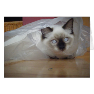 Ragdoll Kitty Cards
