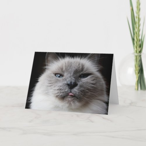 Ragdoll kitty sticks out tongue card