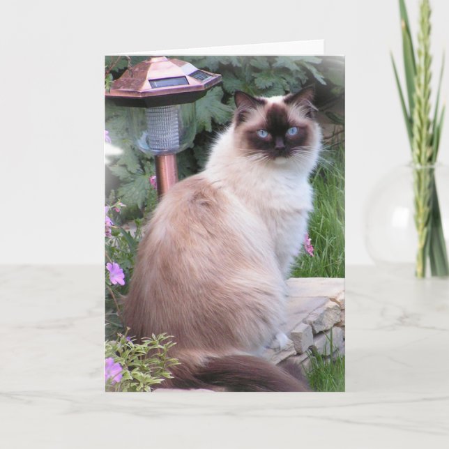 ragdoll Portrait Cards (Front)