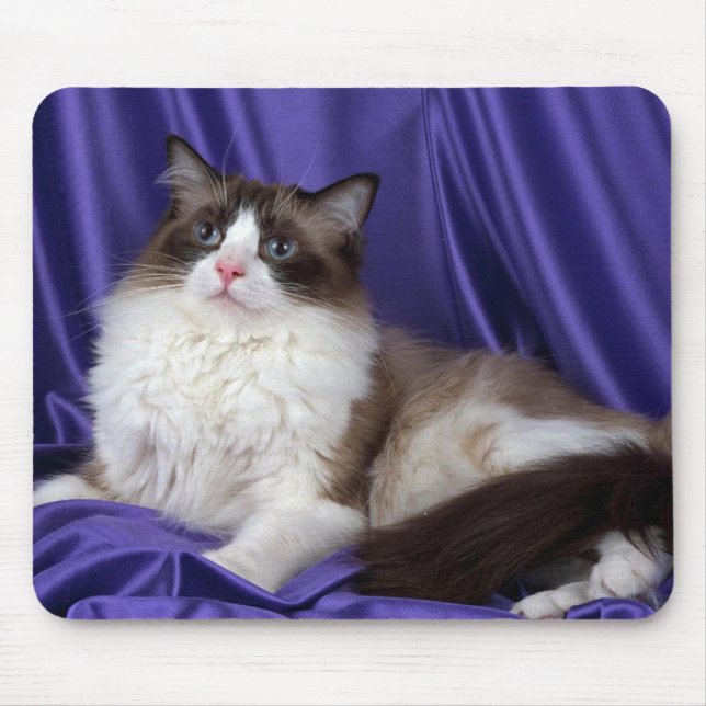 Ragdoll, seal bi-color mouse pad (Front)