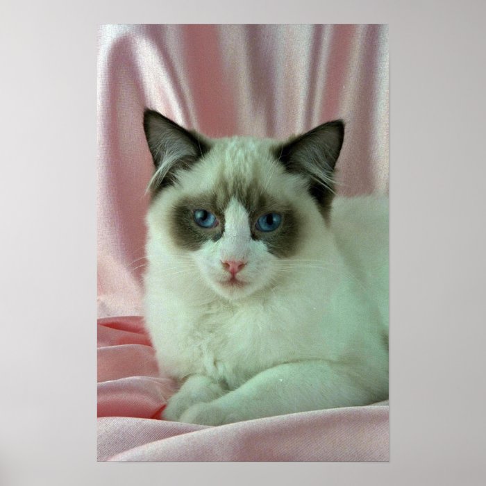 Ragdoll, seal bi color posters