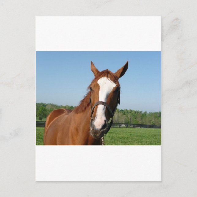 Rags to Riches headshot Postcard (Front)