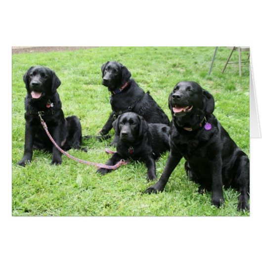 Rain and her Patriotic Pups (Front Horizontal)