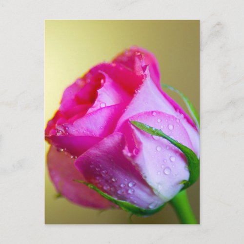 Rain Drop Kisses of Nature on Pink Rose Postcard