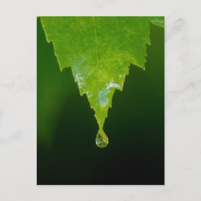 Rain Drop Postcard (Front)
