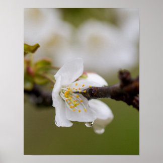 Rain droplet Poster Paper (Matte)