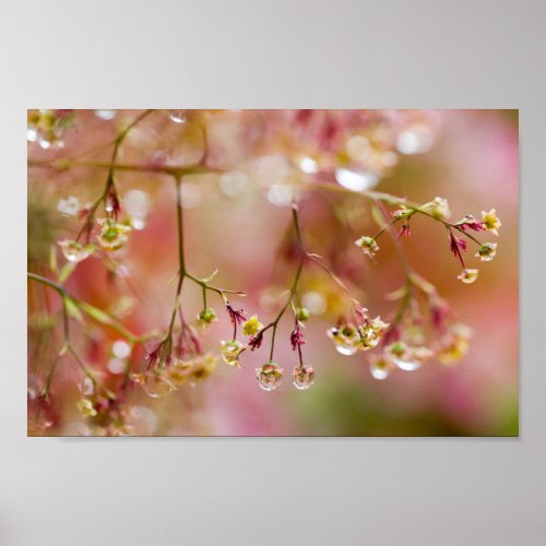 Rain Drops on a Purple Smoke Tree Flower Poster