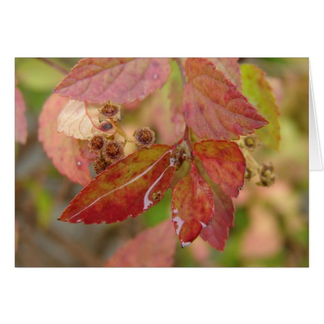 Rain Drops on Autumn Leaves Cards (Front Horizontal)