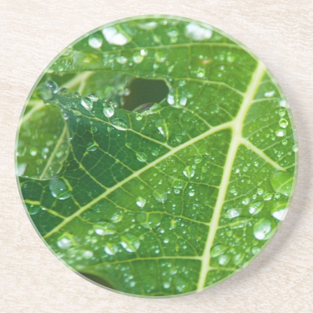 Rain Drops on Green Papaya Leaf Drink Coaster (Front)