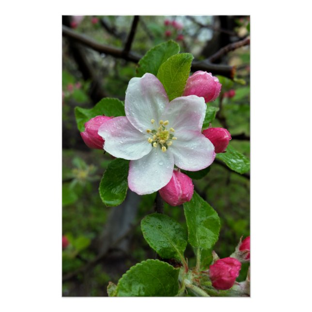 Rain drops on little flower poster (Front)