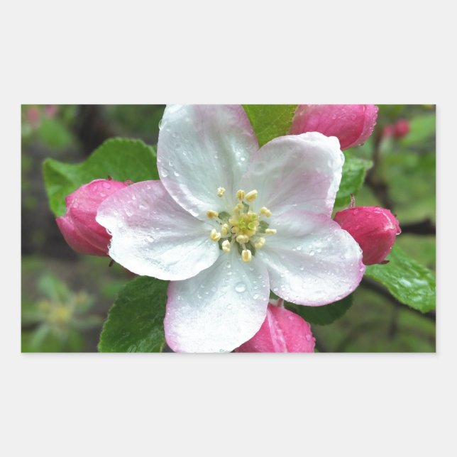 Rain drops on little flower rectangular sticker (Front)
