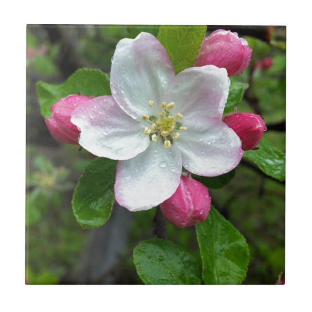Rain drops on little flower tile (Front)