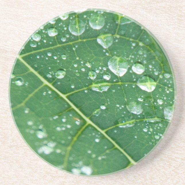 Rain Drops on Papaya Leaf Coaster (Front)