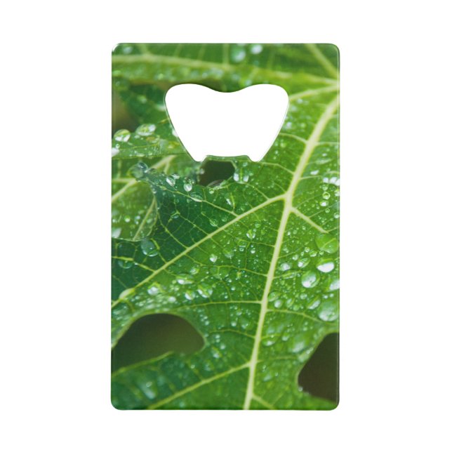 Rain Drops on Tropical Green Papaya Leaf Credit Card Bottle Opener (Front)