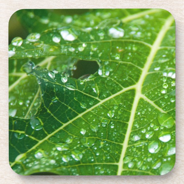 Rain Drops on Tropical Green Papaya Leaf Drink Coaster (Front)