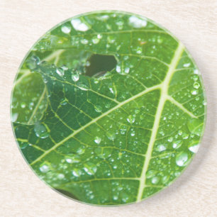 Rain Drops on Tropical Green Papaya Leaf Drink Coaster