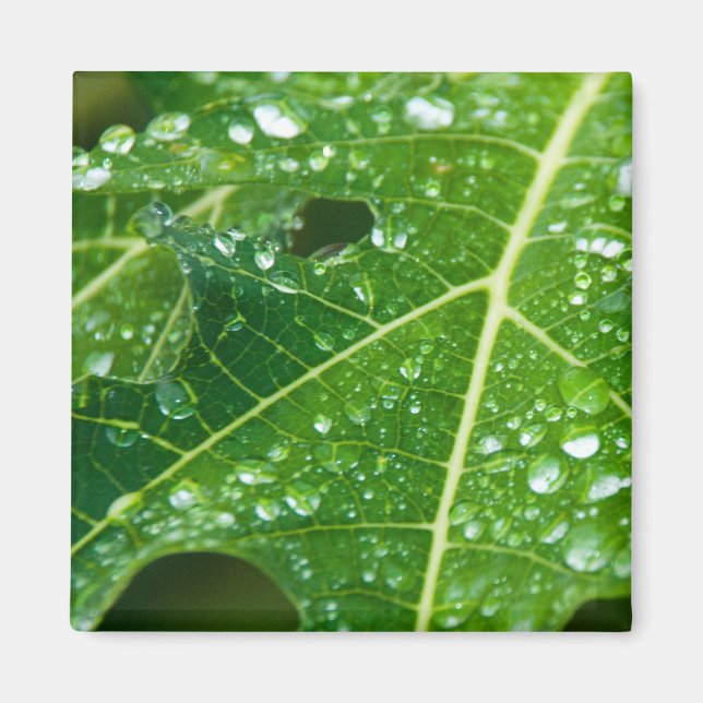 Rain Drops on Tropical Green Papaya Leaf Magnet (Front)