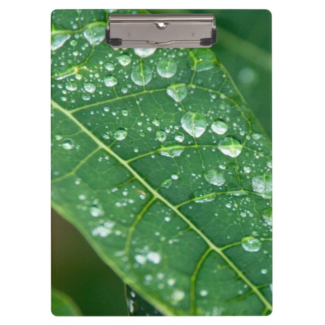Rain Drops on Tropical Papaya Leaf Clipboard (Front)