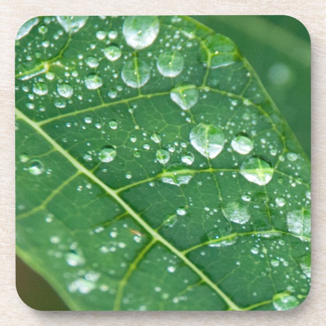 Rain Drops on Tropical Papaya Leaf Drink Coaster (Front)