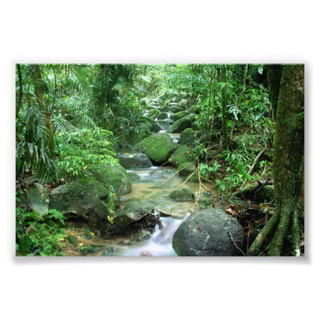 Rain Forest Cairns Australia Photo Print (Front)