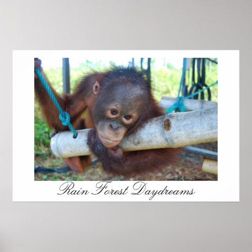 Rain Forest Great Ape Daydreams Poster