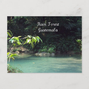 Rain Forest, Guatemala Postcard