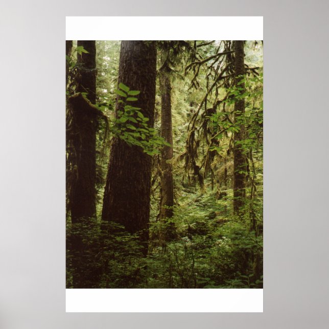 Rain Forest Poster (Front)
