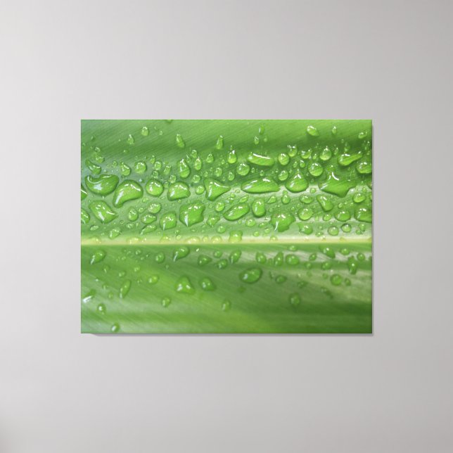 Rain-Kissed Green Leaf Macro Photography Canvas Print (Front)