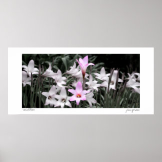 rain lilies poster