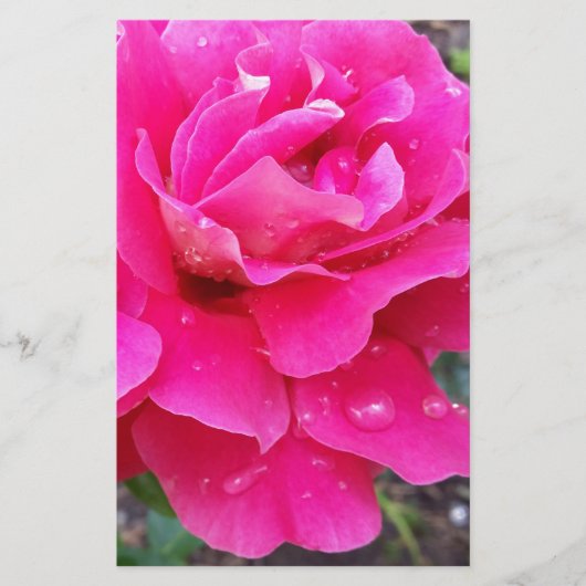 Rain on petals (Front)