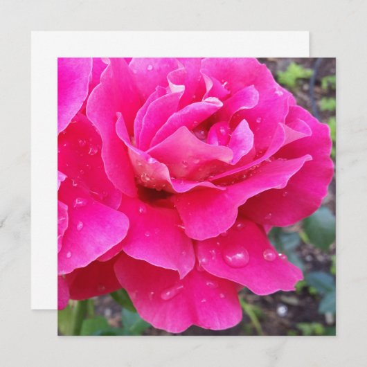 Rain on petals (Front/Back)