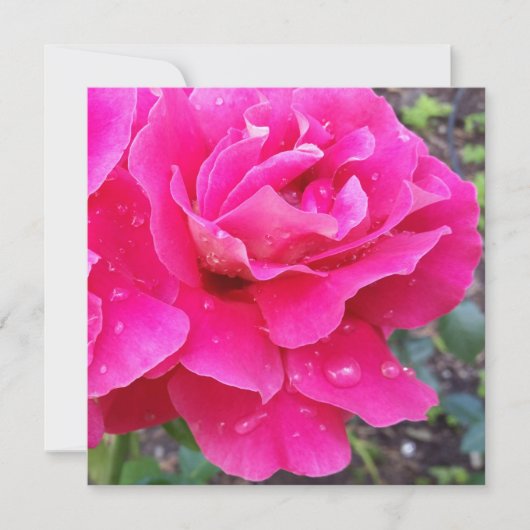 Rain on petals (Front)