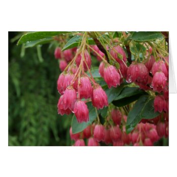 Rain On Pink Bell Flowers by RiverJude at Zazzle
