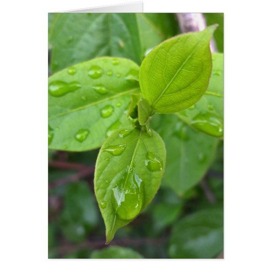 Rain over leaves cards (Front)