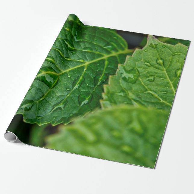 Rain raindrop waterdrop leaves wet wrapping paper (Unrolled)