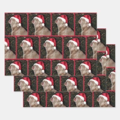 weimaraner wrapping paper