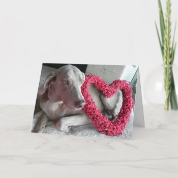 Rain The Weimaraner Dog's Valentine's Day Card by CatsEyeViewGifts at Zazzle
